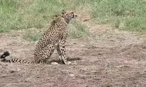 मध्यप्रदेश के कूनो नेशनल पार्क में एक और चीते की मौत, नामीबिया से लाई गई थी मादा चीता दक्षा , कूनो में अब तक तीन चीतों की हो चुकी है मौत