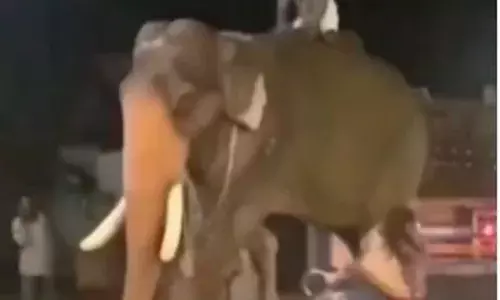 लड़की ने चढ़ाई महावत पर स्कूटी, वीडियो हुआ वायरल, यहां देखें