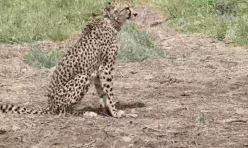 कूनो नेशनल पार्क जैसे मध्यप्रदेश की राजनीति के हाल