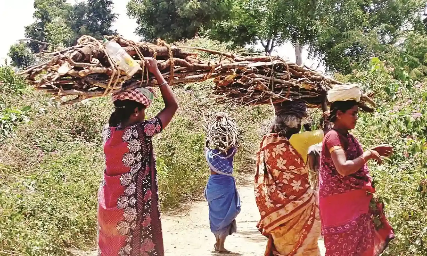 चूल्हा जलाने के लिए लकड़ियां लाने जान खतरे में डाल रहीं महिलाएं