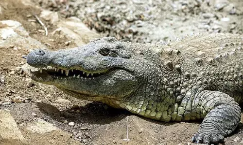 पालतू पशुओं का शिकार कर रहे मगरमच्छ, वन विभाग बेफिक्र पालतू पशुओं का शिकार कर रहे मगरमच्छ, वन विभाग बेफिक्र