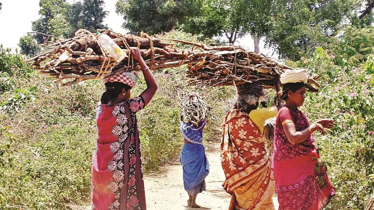 चूल्हा जलाने के लिए लकड़ियां लाने जान खतरे में डाल रहीं महिलाएं चूल्हा जलाने के लिए लकड़ियां लाने जान खतरे में डाल रहीं महिलाएं