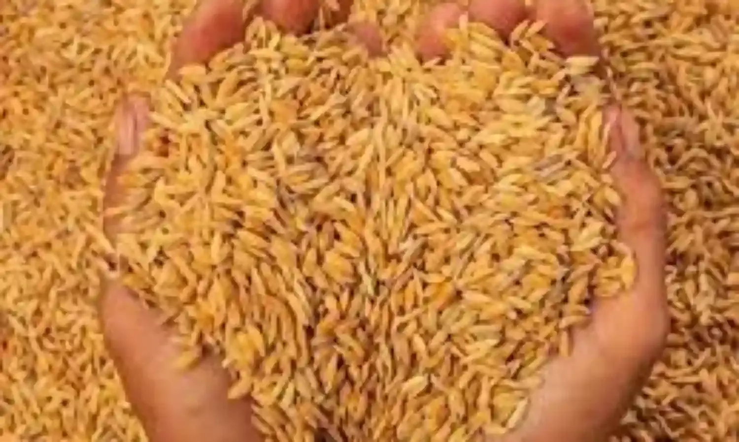 धान बिक्री के लिए पंजीयन प्रक्रिया आरंभ