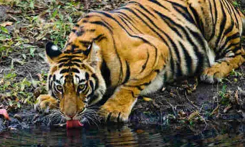 चंद्रपुर-गड़चिरोली के टाइगर बढ़ाएंगे नवेगांव-नागझिरा अभयारण्य की शान