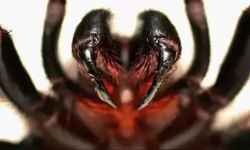 दुनिया की ऐसी पांच जहरीली मकड़ियां, जिनके काटने से इंसानों की पलभर में मौत हो सकती है