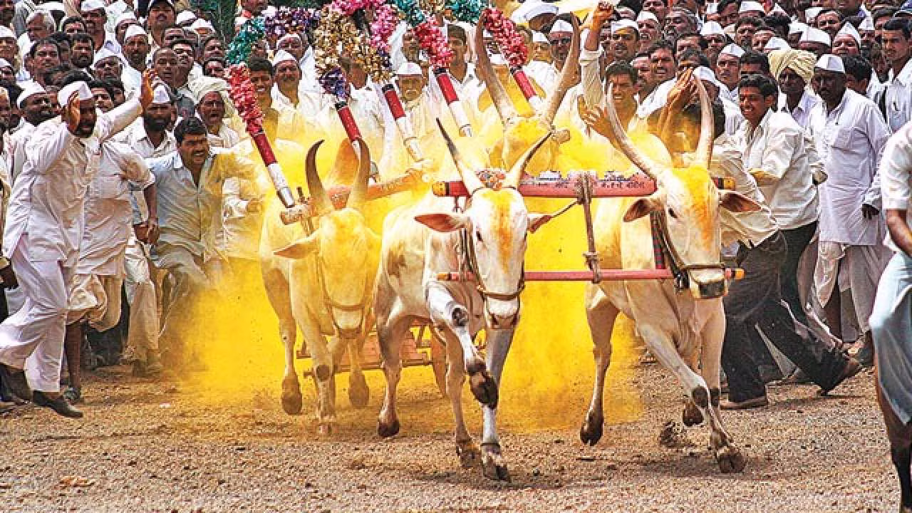 सुप्रीम कोर्ट ने महाराष्ट्र के बैलगाड़ी दौड़ को कानूनी मान्यता देने वाले कानून को ठहराया वैध सुप्रीम कोर्ट ने महाराष्ट्र के बैलगाड़ी दौड़ को कानूनी मान्यता देने वाले कानून को ठहराया वैध