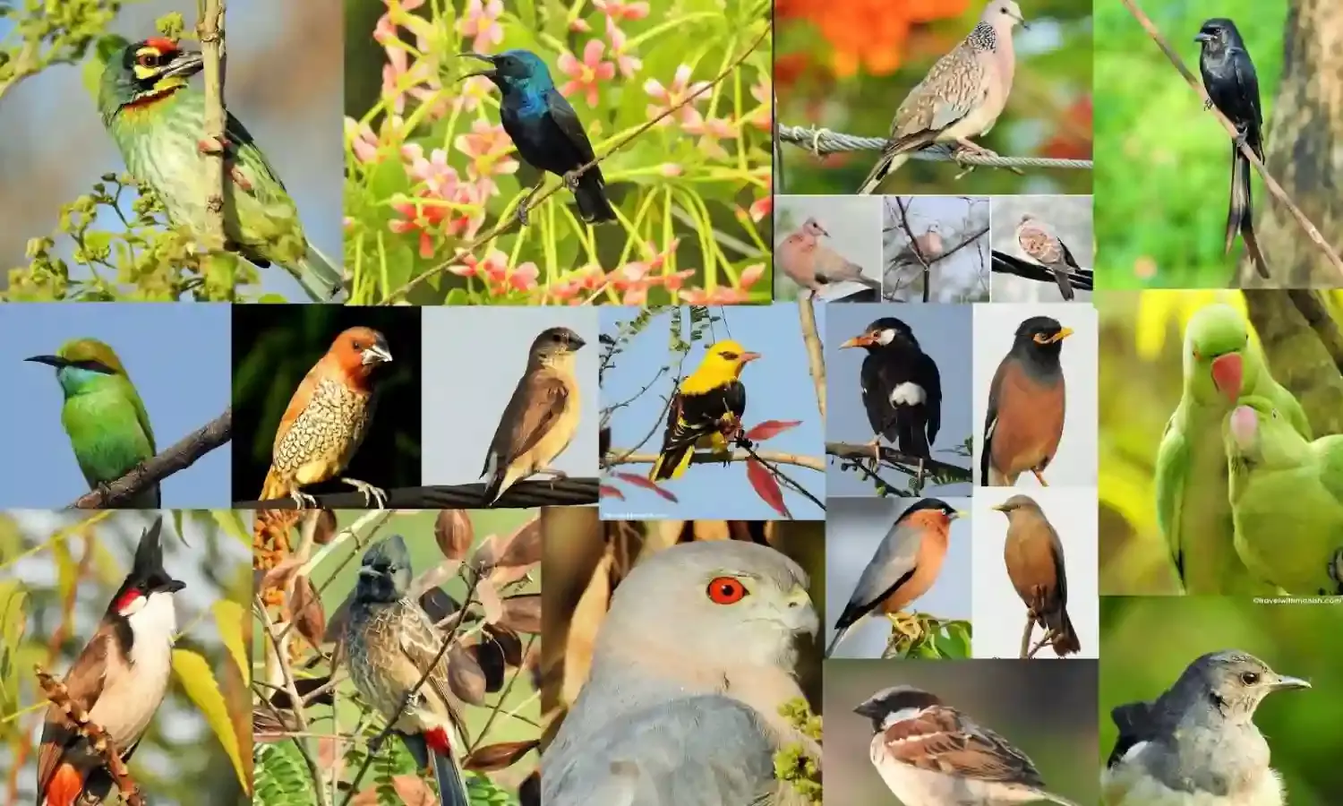 पर्यटन : पेंच टाइगर रिजर्व में 308 प्रजाति के पक्षी - 40 से ज्यादा नई प्रजातियां
