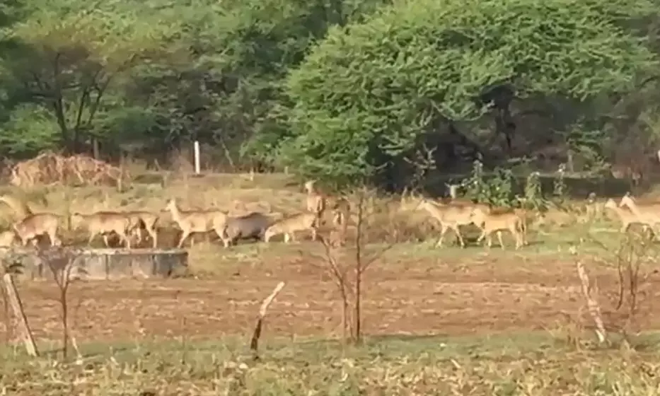 रिहायशी क्षेत्र में प्रवेश कर रहे प्यास से व्याकुल वन्यजीव