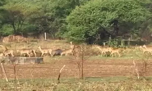 रिहायशी क्षेत्र में प्रवेश कर रहे प्यास से व्याकुल वन्यजीव रिहायशी क्षेत्र में प्रवेश कर रहे प्यास से व्याकुल वन्यजीव