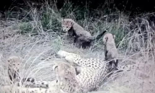 श्योपुर के कूनो नेशनल पार्क में मादा चीता ज्वाला के शावक की मौत