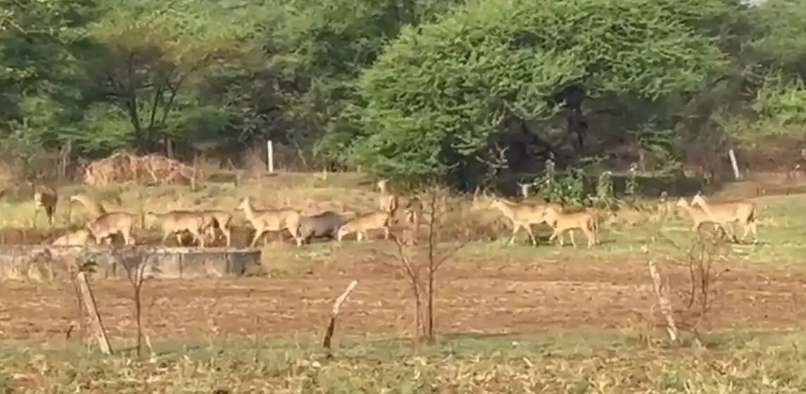 रिहायशी क्षेत्र में प्रवेश कर रहे प्यास से व्याकुल वन्यजीव रिहायशी क्षेत्र में प्रवेश कर रहे प्यास से व्याकुल वन्यजीव
