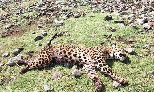 बोर बांध के बैक वॉटर के पास मृत पाया गया तेंदुआ