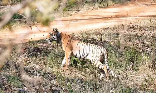 छोड़ी गई बाघिन के हो रहे दीदार, अभयारण्य में 20 मई को थी लाई गई