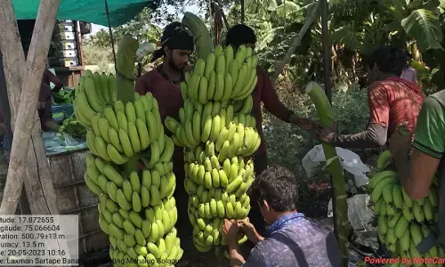 खुशहाली : केले की खेती से बदली किसानों की किस्मत, 16 गुना तक बढ़ी आमदनी