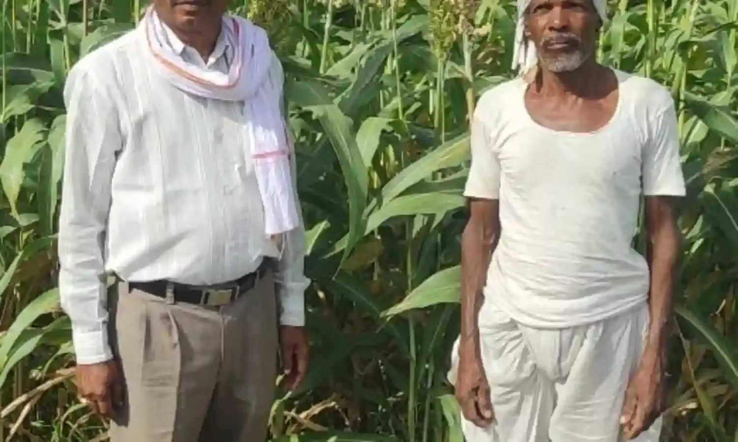बदलाव की बयार: भीषण गर्मी में पहली बार लहलहाई दूधिया ज्वार