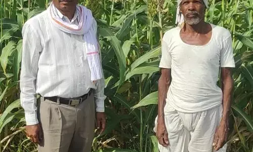 बदलाव की बयार: भीषण गर्मी में पहली बार लहलहाई दूधिया ज्वार बदलाव की बयार: भीषण गर्मी में पहली बार लहलहाई दूधिया ज्वार