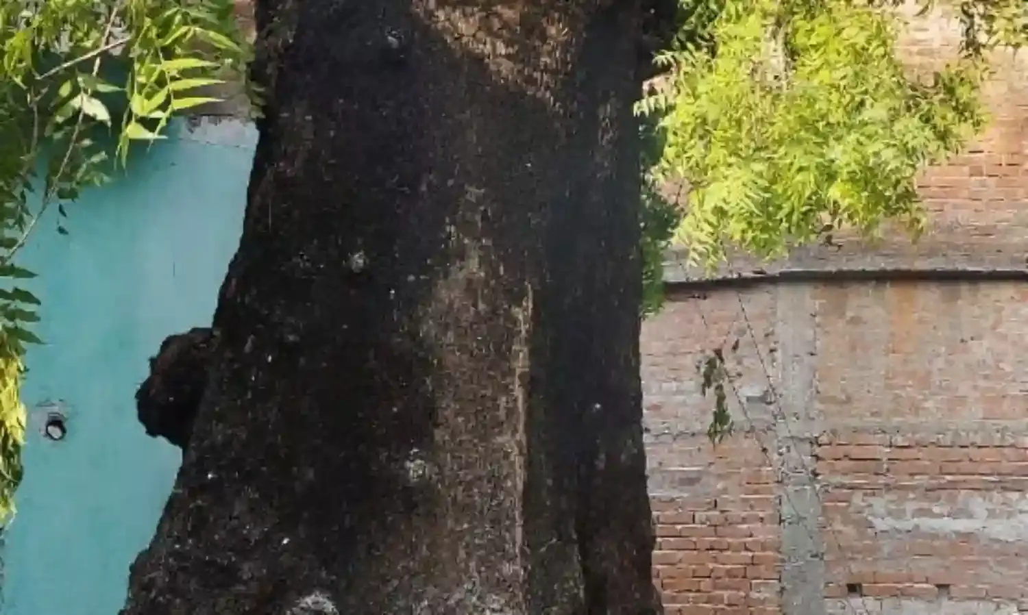 आग लगने से गांव का नीम का पेड़ हुआ धराशाई