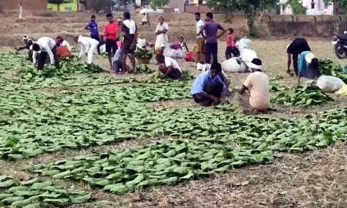 वन्यप्राणियों की दहशत के कारण घटा तेंदूपत्ता संकलन वन्यप्राणियों की दहशत के कारण घटा तेंदूपत्ता संकलन