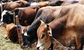छापा मारकर पुलिस ने 47 मवेशियों को मुक्त कराया