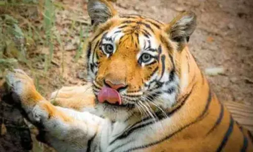 पांगडी के जंगल में बाघिन ने डाला डेरा, जीपीएस से लोकेशन हुई ट्रेस पांगडी के जंगल में बाघिन ने डाला डेरा, जीपीएस से लोकेशन हुई ट्रेस