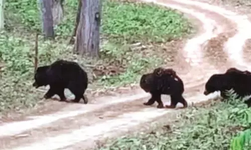 उठे सबके कदम...खाने की तलाश में निकला भालू राजा का परिवार, कल से होगी जंगली जानवरों की गणना शुरु