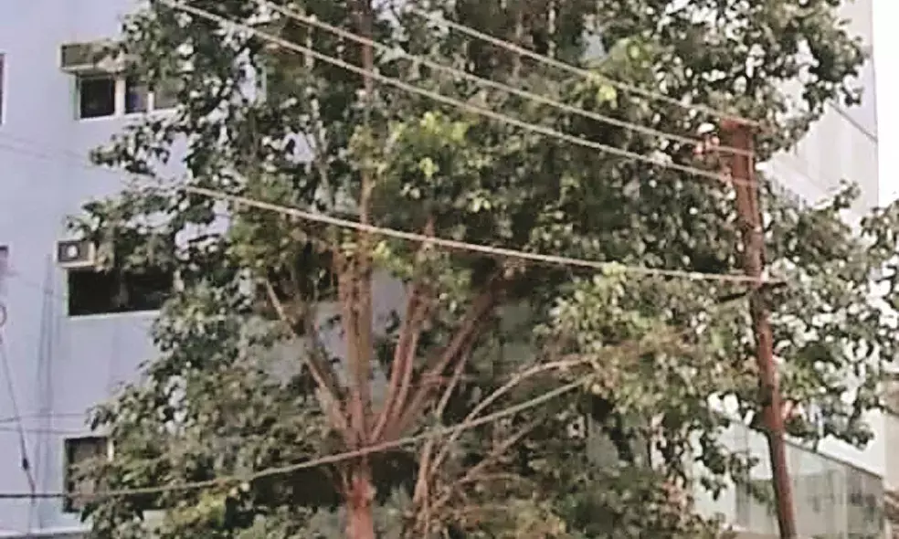 अवैध पेड़ कटाई - 2 माह बाद एफआईआर दर्ज