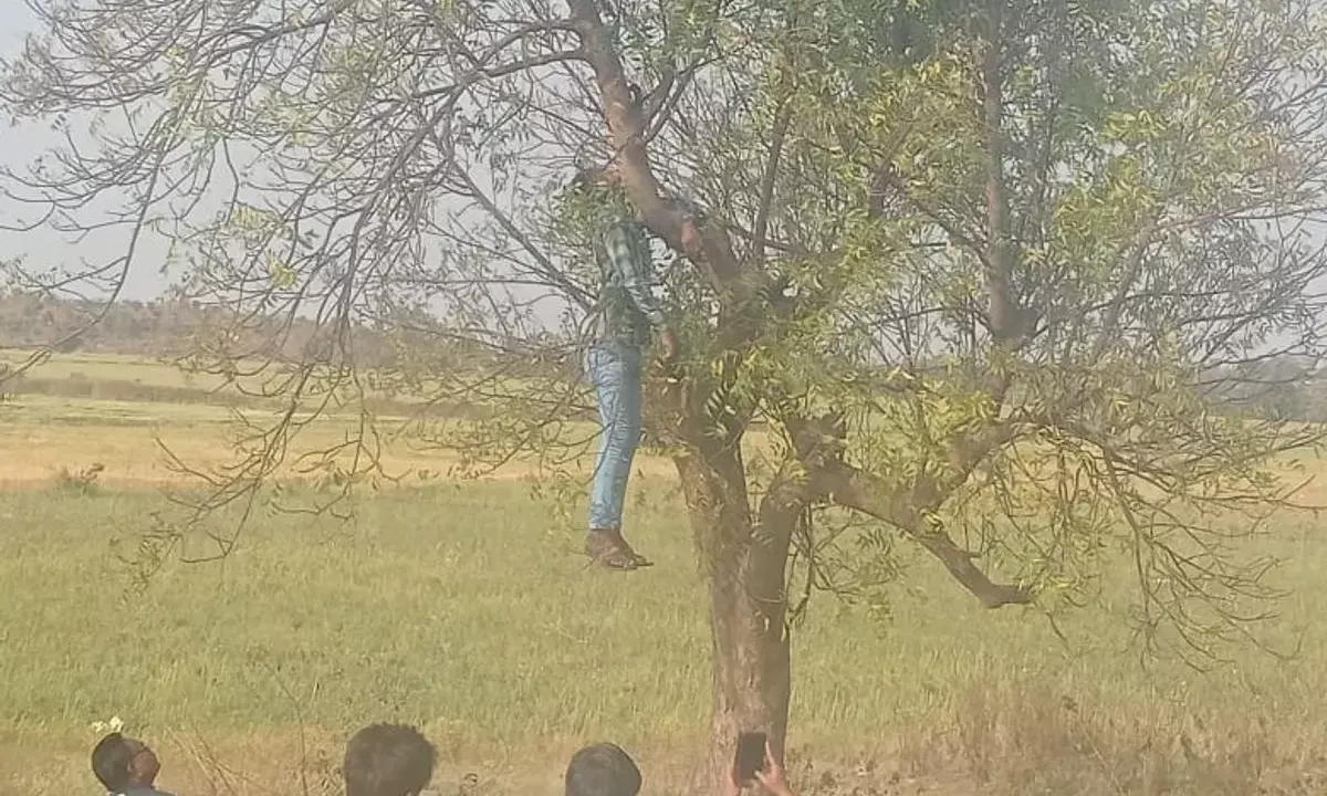 नीम के पेड़ को फंदा बांधकर लगाई फांसी
