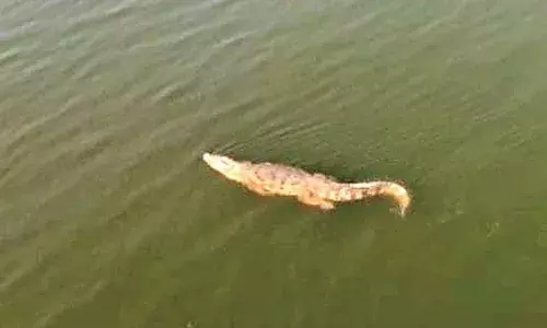 पेंच में 30 मगरमच्छ, पर कछुए हुए कम, पानी में रहने वाले वन्यजीवों की हुई गणना