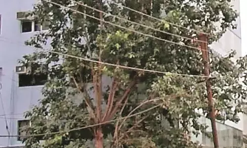 अवैध पेड़ कटाई - 2 माह बाद एफआईआर दर्ज अवैध पेड़ कटाई - 2 माह बाद एफआईआर दर्ज