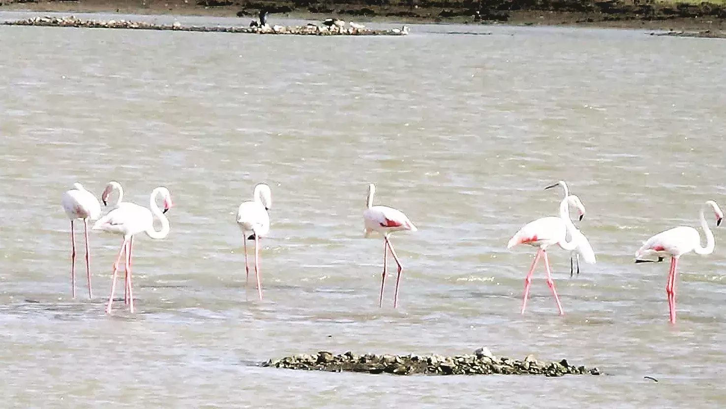 एकबुर्जी जलाशय पर फ्लेमिंगो पंछियों ने डाला डेरा, इन मौसम में पहली बार देखा गया नजारा