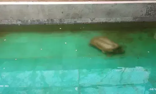 नाईक तालाब के कछुए को मिला घर नाईक तालाब के कछुए को मिला घर