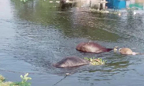टूटकर नाले में गिरा बिजली का तार, 3 मवेशियों की मौत टूटकर नाले में गिरा बिजली का तार, 3 मवेशियों की मौत
