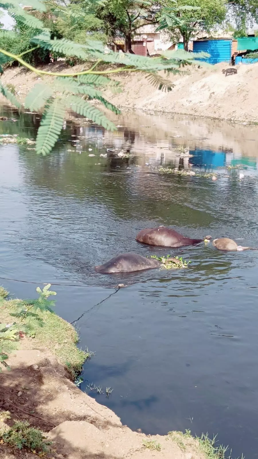 टूटकर नाले में गिरा बिजली का तार, 3 मवेशियों की मौत टूटकर नाले में गिरा बिजली का तार, 3 मवेशियों की मौत