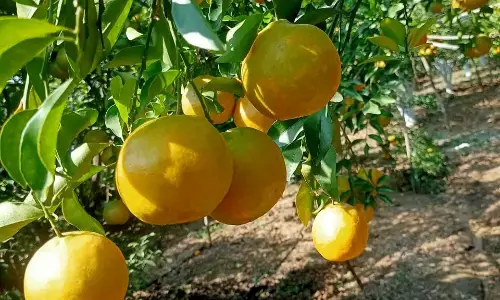 बांग्लादेश ने बढ़ाई इम्पोर्ट ड्यूटी, संतरा निर्यात होगा प्रभावित बांग्लादेश ने बढ़ाई इम्पोर्ट ड्यूटी, संतरा निर्यात होगा प्रभावित