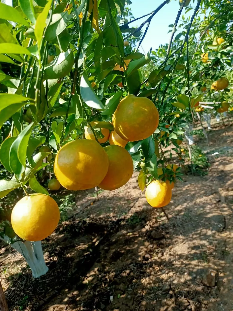 बांग्लादेश ने बढ़ाई इम्पोर्ट ड्यूटी, संतरा निर्यात होगा प्रभावित बांग्लादेश ने बढ़ाई इम्पोर्ट ड्यूटी, संतरा निर्यात होगा प्रभावित