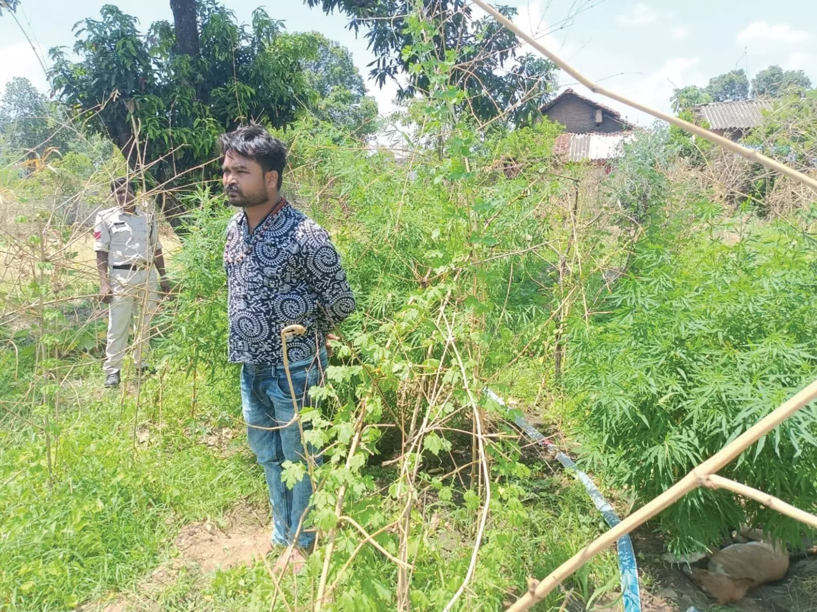 बाड़ी में लहलहा रही थी गांजे की फसल, 16 पौधे जब्त बाड़ी में लहलहा रही थी गांजे की फसल, 16 पौधे जब्त