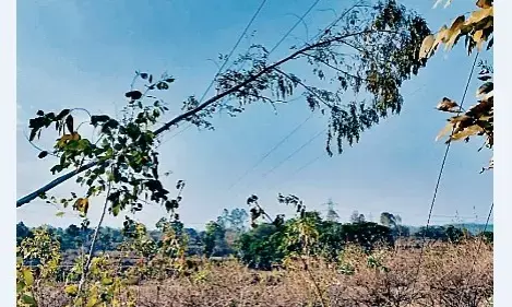 लाइनों पर गिरा रहे पेड़, मनेरी इंडस्ट्री क्षेत्र में कई घंटे तक बंद हो रही बिजली