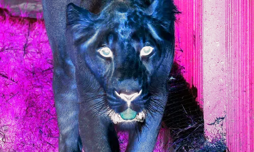 अब गोरेवाड़ा वॉकिंग ट्रेल में शेर का इंतजार