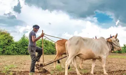 खरीफ की तैयार में जुटे किसान, अच्छी फसल की उम्मीद खरीफ की तैयार में जुटे किसान, अच्छी फसल की उम्मीद