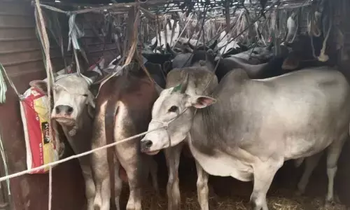 पशुओं के परिवहन के दौरान क्रूरता पर बॉम्बे हाईकोर्ट सख्त