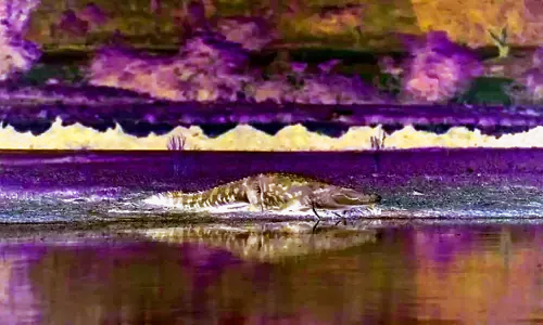 मगरमच्छ को बचाने की नीति तैयार कर वन विभाग