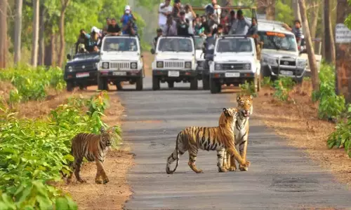 कोर एरिया की जंगल सफारी 30 से होगी बंद