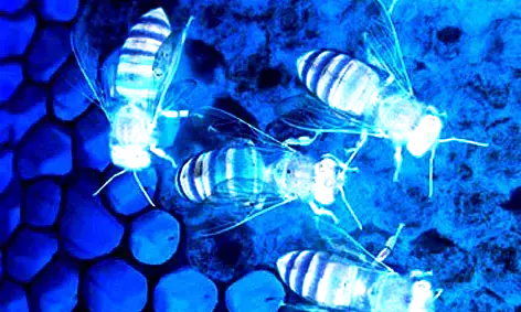 धुएं से भड़की मधुमक्खियों ने युवकों पर किया हमला धुएं से भड़की मधुमक्खियों ने युवकों पर किया हमला