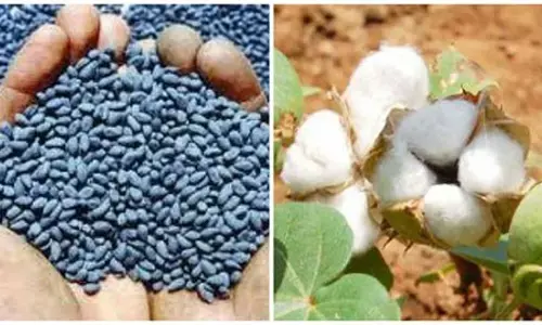 वड़की से प्रतिबंधित बीटी कपास के बीज जब्त, 3 गिरफ्तार