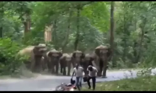 हाथियों के झूंड से डरकर अपनी बाइक छोड़ भागते लोगों की वीडियो है पुरानी, नैनीताल नहीं बल्कि यहां की है घटना हाथियों के झूंड से डरकर अपनी बाइक छोड़ भागते लोगों की वीडियो है पुरानी, नैनीताल नहीं बल्कि यहां की है घटना