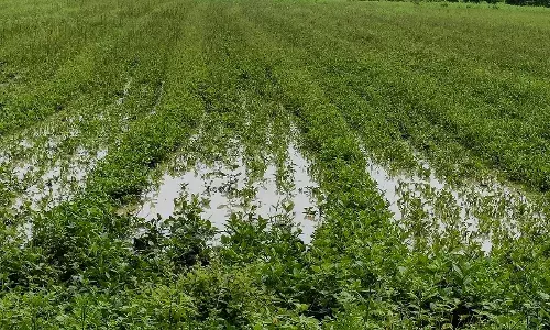 अमरावती जिले के 2 हजार 658 किसानों के खाते में जमा हुआ 1 करोड़ 83 लाख का अनुदान