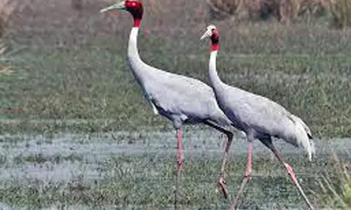 गोंदिया में 18 से शुरू होगी सारस की गणना गोंदिया में 18 से शुरू होगी सारस की गणना