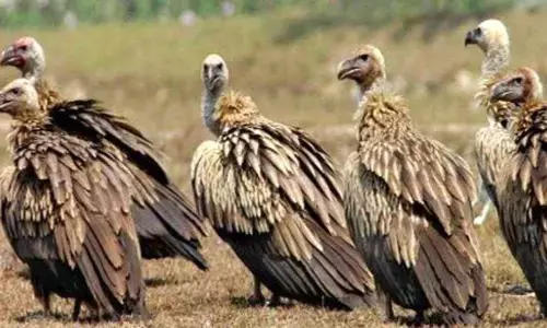 देश में गिद्ध संरक्षण के लिए बड़ा कदम- एसिक्लोफेनाक और केटोप्रोफेन के पशु चिकित्सा उपयोग पर प्रतिबंध की सिफारिश