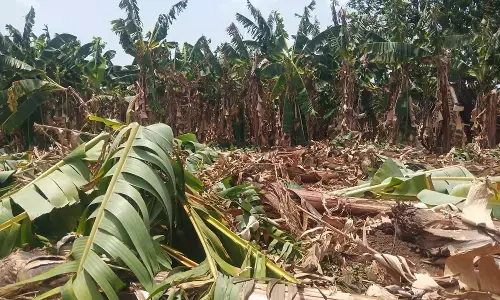 भीषण गर्मी से जल गई केले की फसल