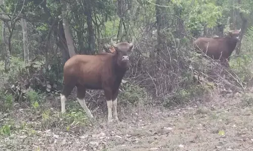 नवेगांव-नागझिरा टाइगर रिजर्व में पाए गए 423 बायसन